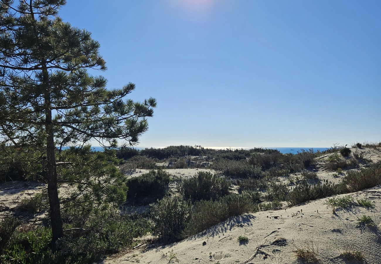 Vista de dunas de areia com vegetação natural e pinheiros ao fundo em um dia ensolarado na região de Troia.