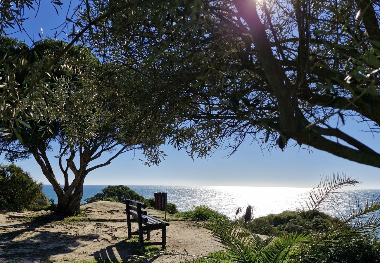 Wooden bench under the shade of trees at a scenic overlook with a view of the ocean. The sun shines in the blue sky, illuminating the surrounding gree